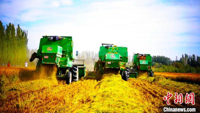 目前，新疆温宿县水稻陆续收割进入收割期，预计10月中旬基本结束。　丁安 摄