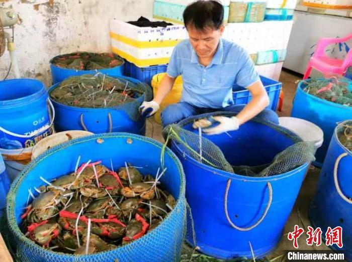 台山青蟹经挑拣、打包后，销往粤港澳大湾区市场乃至全国各地 李晓春 摄