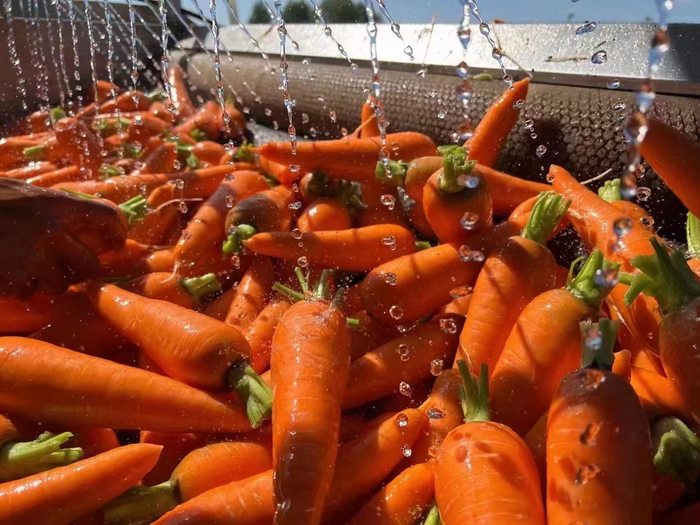 清洗胡萝卜。受访者供图