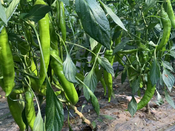 辣椒大棚里，一个个成熟的辣椒挂满枝头。受访者供图
