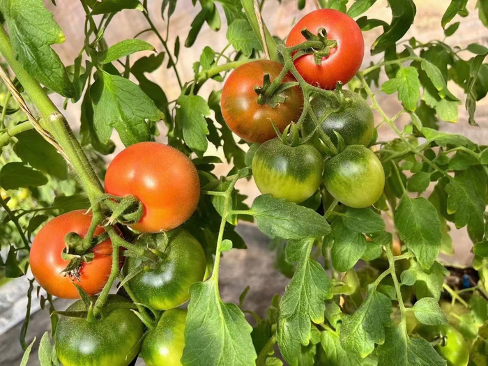 大棚内种植着新鲜的西红柿。受访者供图