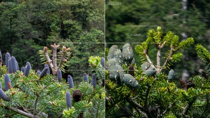 巨树树梢长势图：左右图相差87天，右图顶部的白线显示其87天中生长了约10厘米