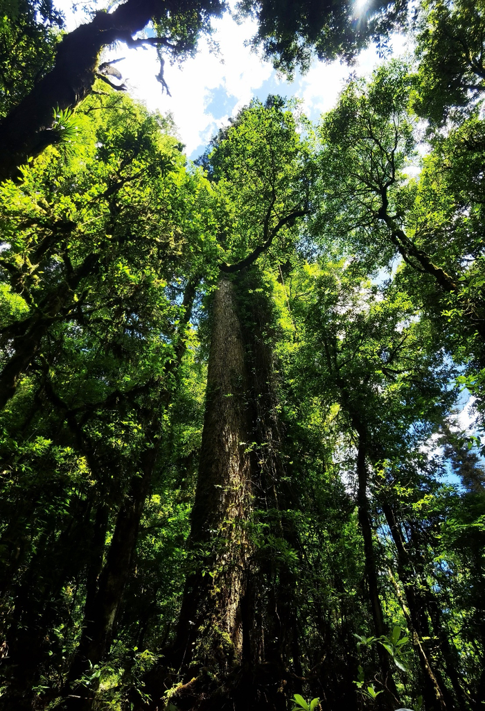 仰望巨树 &nbsp;中央广播电视总台记者 陈琴 摄