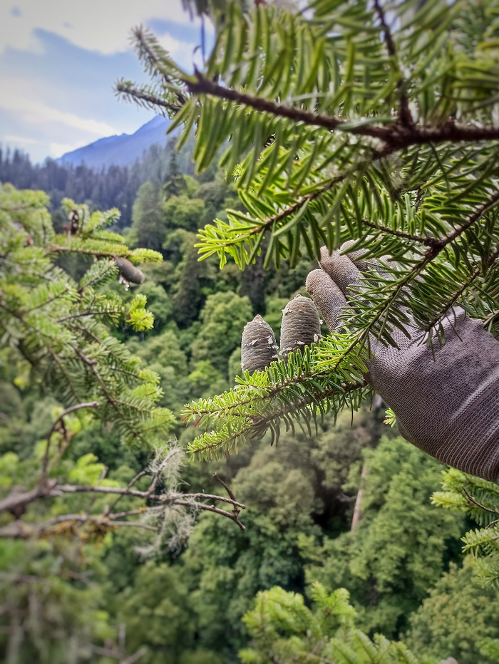 　科考队员、巨树攀爬技术指导蒋俊文采集云南黄果冷杉的球果