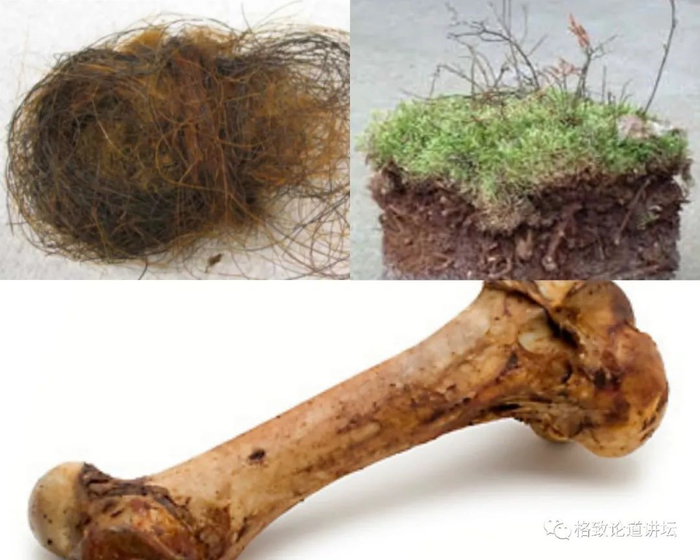 ▲ 古DNA可以来自于考古或历史遗存生物，或是灭绝生物的死亡组织降解的DNA