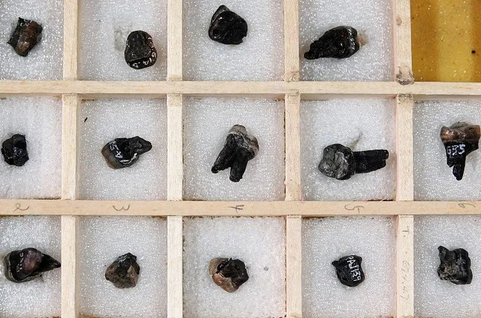 2021年11月18日，中科院古脊椎动物与古人类研究所采集的用于科学研究的禄丰古猿牙齿化石。图｜中新社