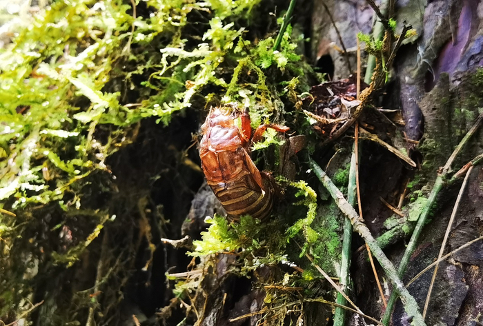 察隅巨树群落中西藏红豆衫上的蝉蜕 中央广播电视总台记者 陈琴 摄