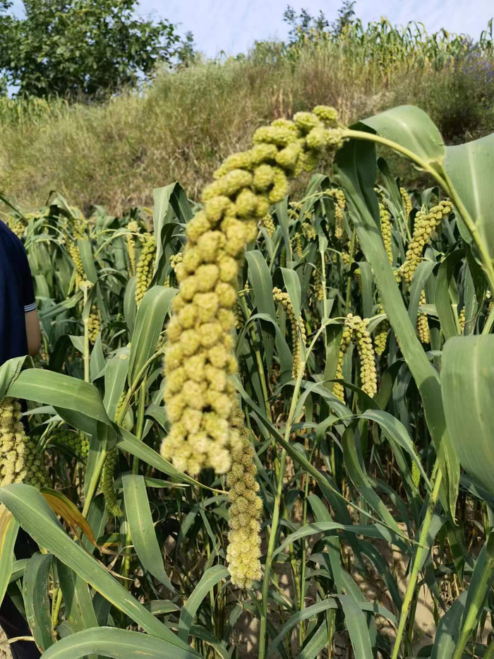 山西吕梁兴县，一处中国农科院试验基地中，种植的谷子即将迎来秋收。受访者供图