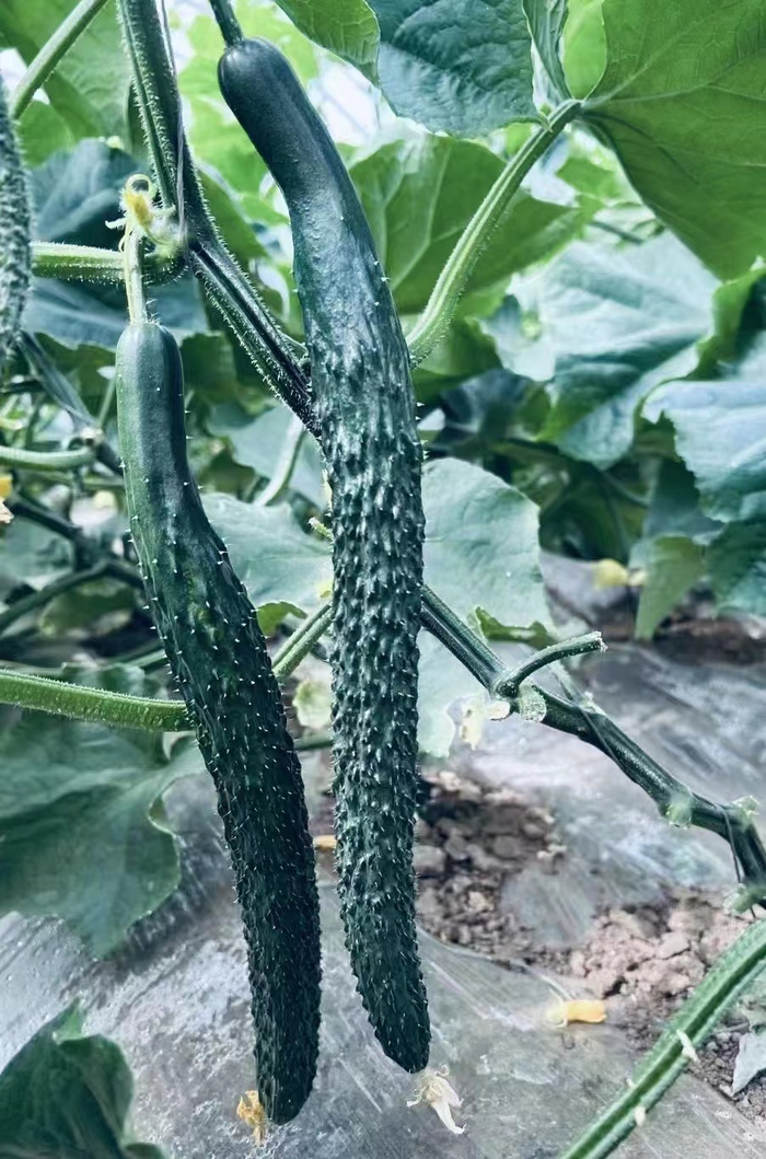 基地内的黄瓜“顶花带刺”。受访者供图