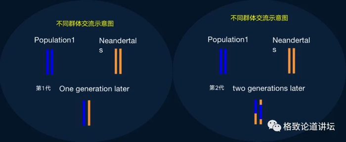 ▲ 测定与尼安德特人发生基因交流的时间。