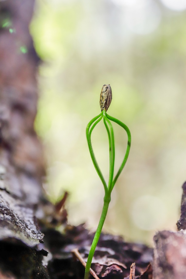 　巨树群落中的华山松幼苗 &nbsp;科考队员、中科院植物研究所 王孜博士研究生 摄