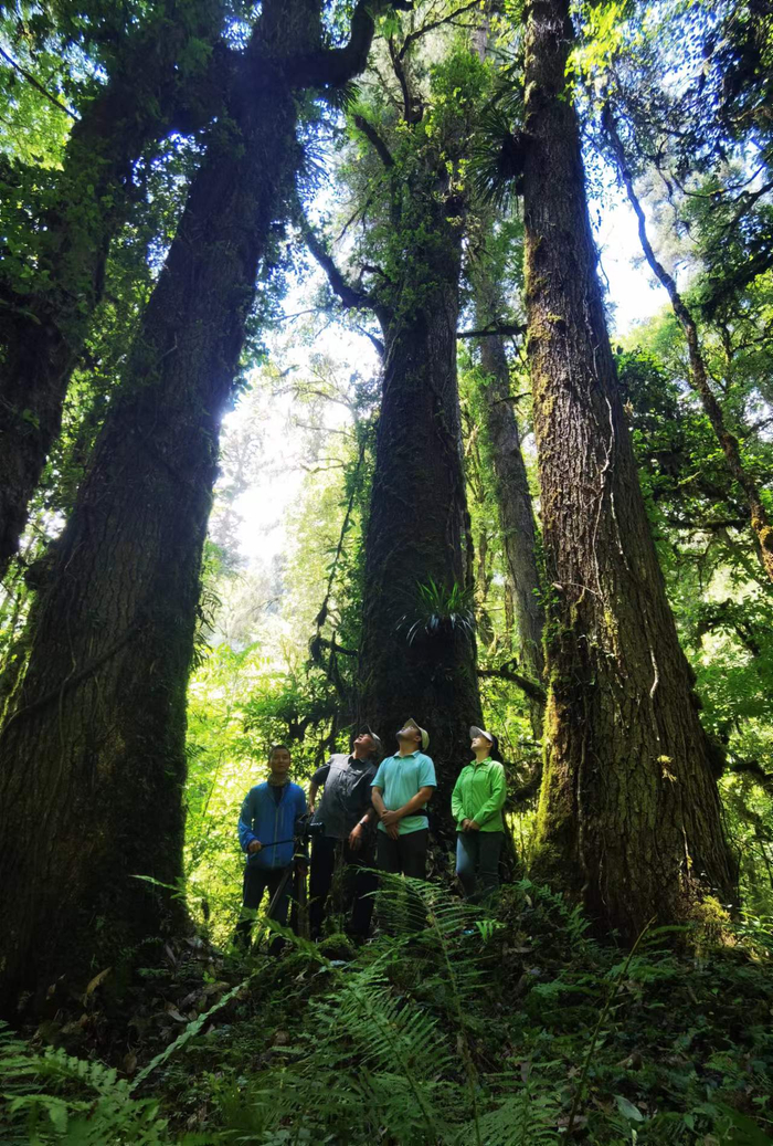 中央广播电视总台报道团队记录巨树科考