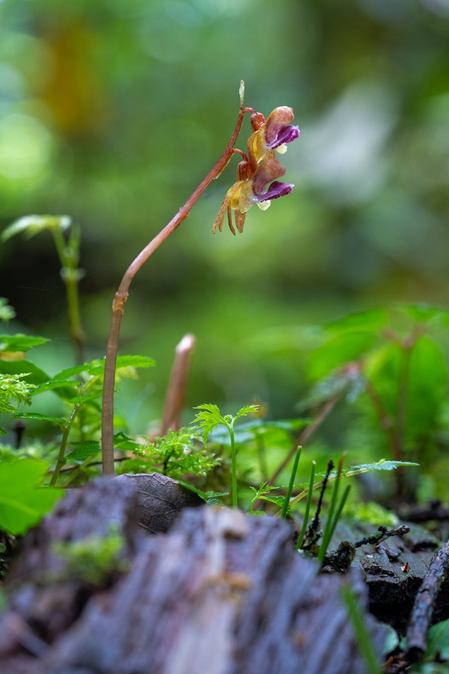 巨树森林地表的菌异养植物裂唇虎舌兰 科考队员、国家重要野生植物种质资源库辰山中心工程师 钟鑫 摄