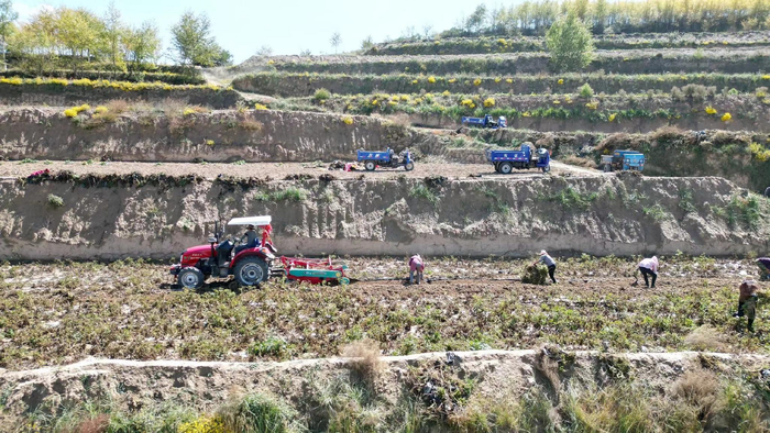 甘肃省平凉市静宁县红寺镇万亩优质马铃薯推广种植示范基地上的马铃薯迎来了丰收。王云飞摄