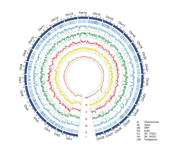 家蚕超级泛基因组图谱。（受访者供图）