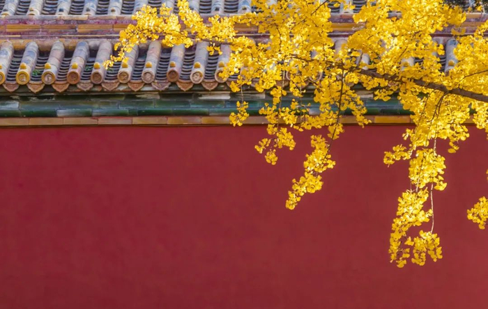 故宫的银杏。图库版权图片，不授权转载