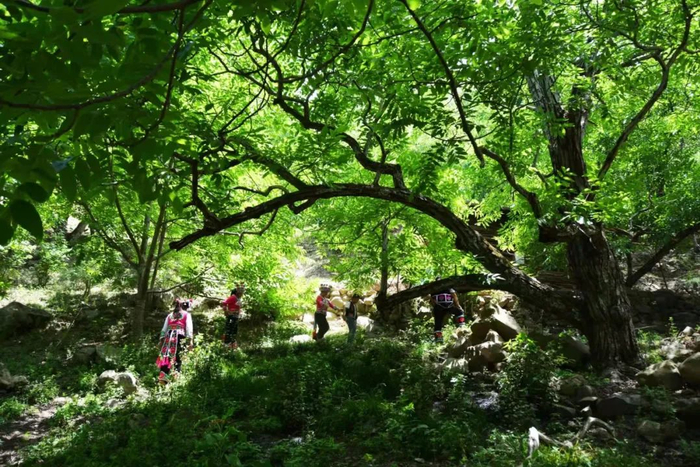 大理核桃园 云南省林业和草原局 供图《方案》要求