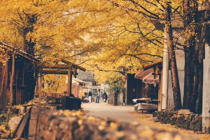 银杏村。图库版权图片，不授权转载