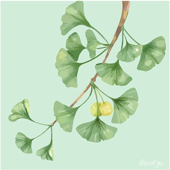 银杏历经亿万年容颜不改。图片来源：Pexels