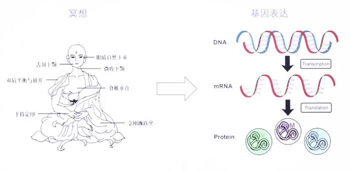 崔东红团队发现冥想状态的生物学标志，以及冥想影响的基因表达。
