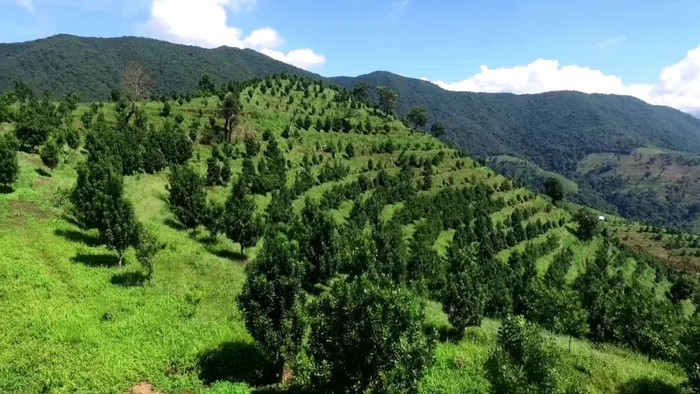 澳洲坚果种植基地 云南省林业和草原局 供图