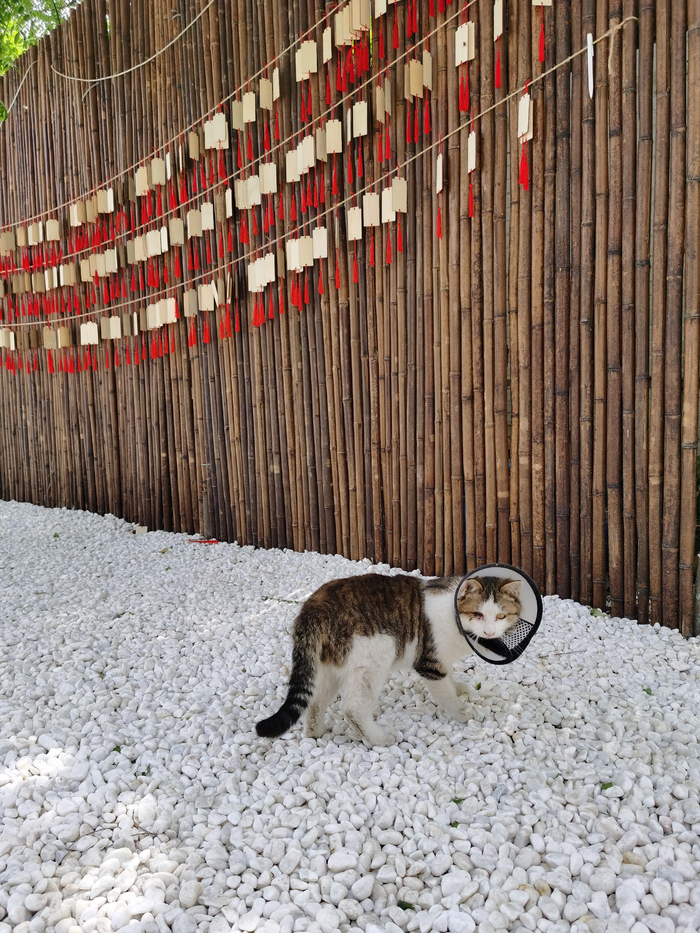 工作室救助的小猫——小牛