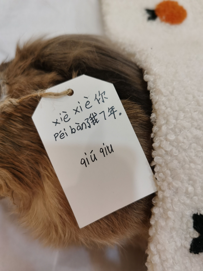 小朋友写给宠物qiuqiu的感谢信
