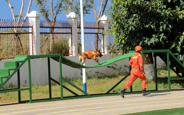 搜救犬“奶酪”通过浮桥障碍训练。图源：云南森林消防总队