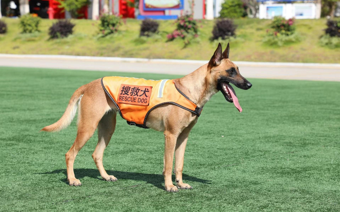 　搜救犬“奶酪”。图源：云南森林消防总队