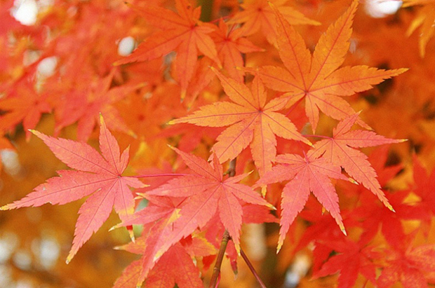 鸡爪槭，图片来源：刘霞