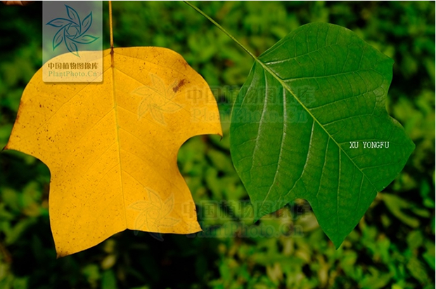 图片来源：中国植物图像库