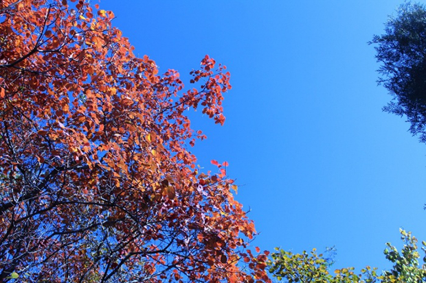 黄栌，图片来源：刘霞