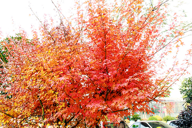 鸡爪槭 ，图片来源：刘霞