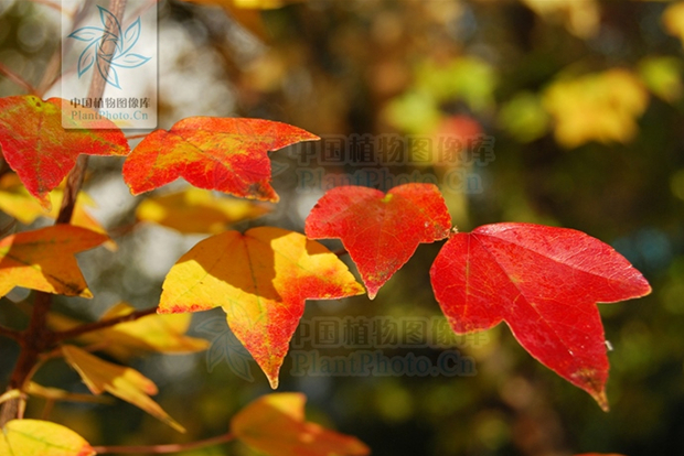 三角槭，图片来源：中国植物图像库