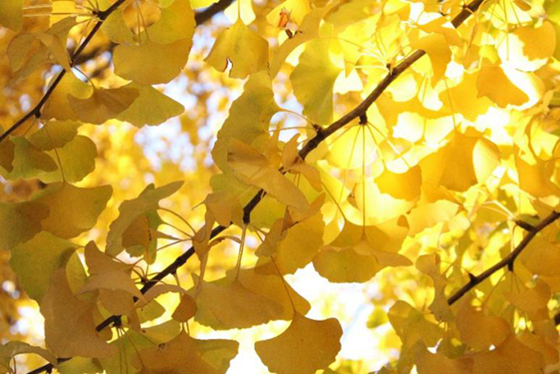 银杏，图片来源：刘霞