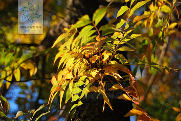 黄连木，图片来源：中国植物图像库