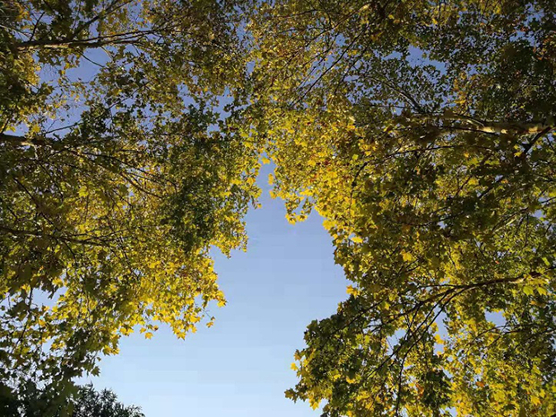 五角枫，图片来源：刘霞