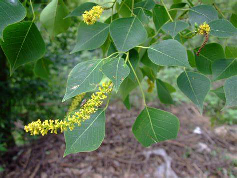 乌桕，图片来源：中国风景园林网