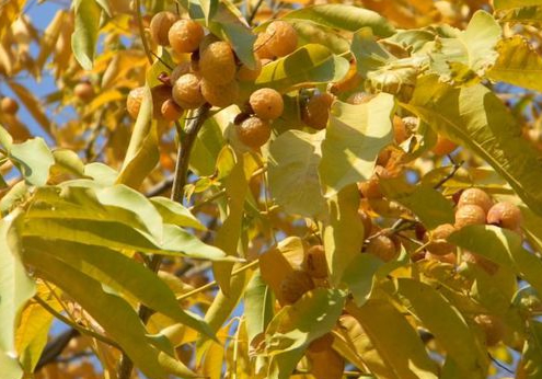 无患子，图片来源：刘霞