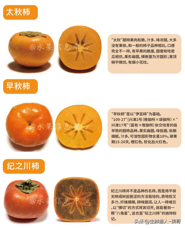 「柿子图鉴」阳丰柿、富有柿、次郎柿、太秋柿、牛心柿等差别在哪|柿子_新浪新闻