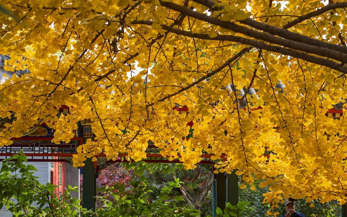 银杏是北京秋景的主角之一。