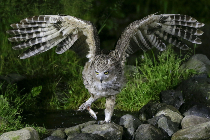 乔纳森·斯莱特拍摄的毛腿渔鸮，它的翼展可达1.8～2米