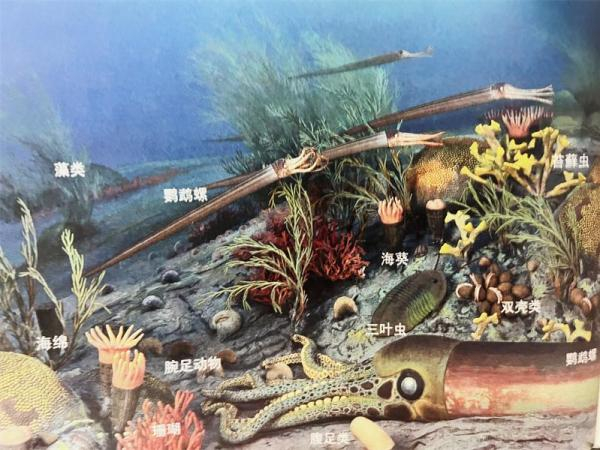 奥陶纪台地浅海的海底生物景观复原图（470ma，据 Lamb&Sington，1998） 本文图均由受访单位提供