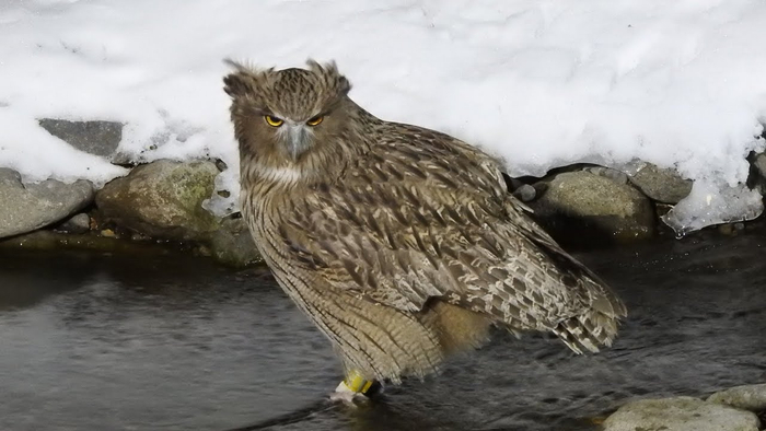 冰河边的毛腿渔鸮