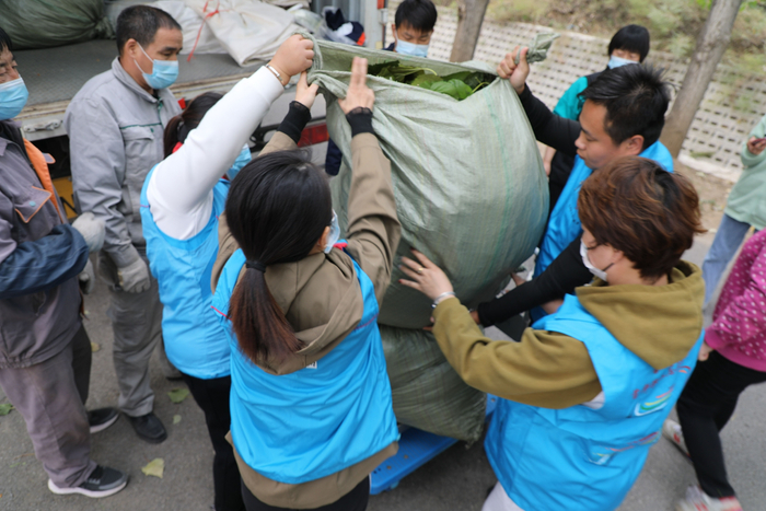 村民采摘的“霜打桑叶”卖给合作社。大兴区安定镇供图