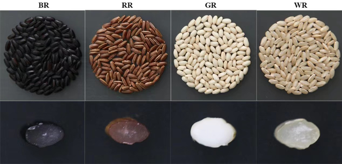 不同颜色的糙米外观。BR表示黑米；RR表示红米；GR表示糯米；WR,表示白米。中国农科院供图