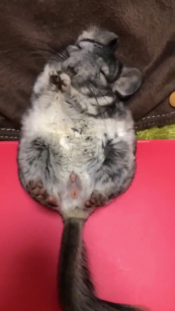 一只躺着吃东西的龙猫,表情好销魂啊!只要有好吃的,任主银撸
