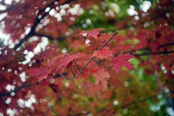 2022年10月20日，北京明城墙遗址公园，红枫叶层层叠叠。新京报记者 李木易 摄