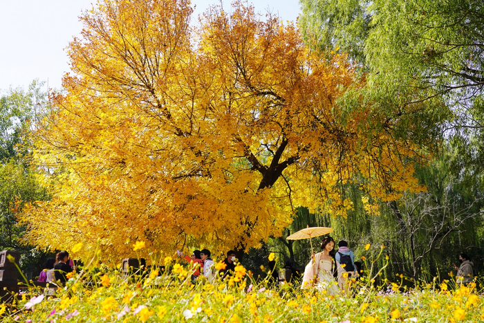 2022年10月19日，北京奥林匹克森林公园，市民身着汉服在白蜡树前拍照。新京报记者 王飞 摄
