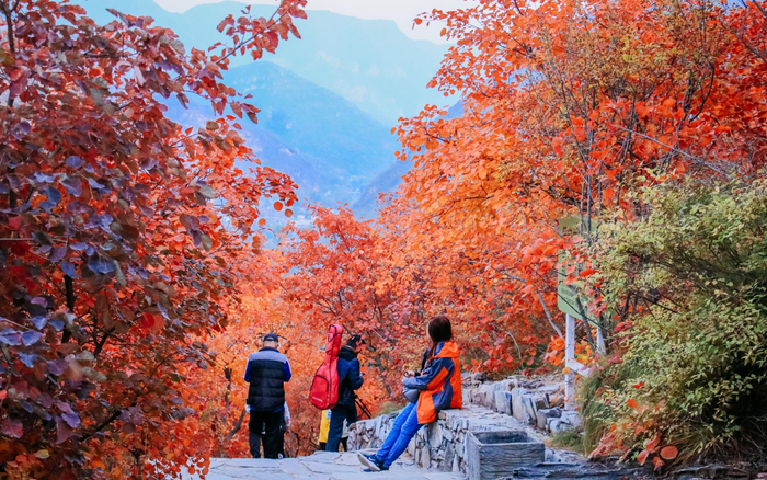 坡峰岭景区层林尽染。张泽慧 摄